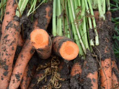 Isprobajte novi hibrid mrkve od Takii-a