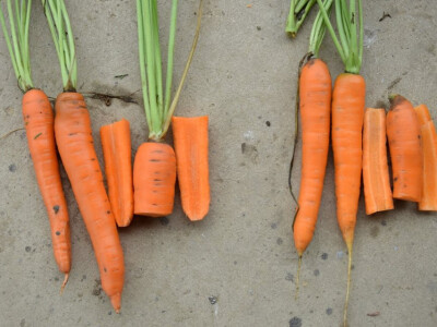 Isprobajte novi hibrid mrkve od Takii-a