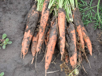 Isprobajte novi hibrid mrkve od Takii-a