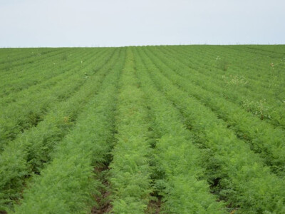 Isprobajte novi hibrid mrkve od Takii-a