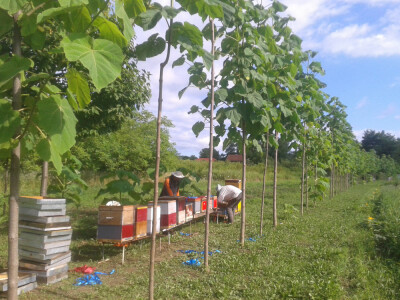 Paulovnije Jednogodišnje