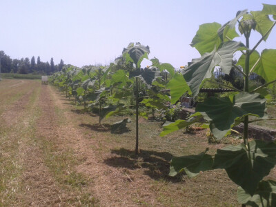 Paulovnije Jednogodišnje