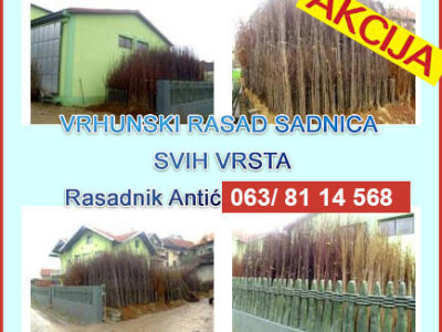 Akcija! Sadnice voća - Hit cena