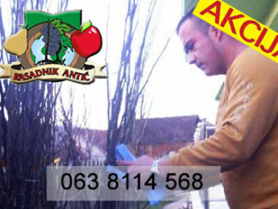 Akcija! Sadnice voća - Hit cena