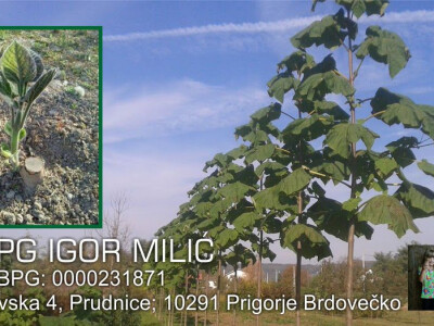 Paulovnije sadnce za jesensku sadnju