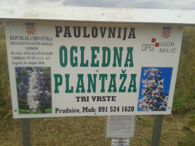 Paulovnije sadnce za jesensku sadnju