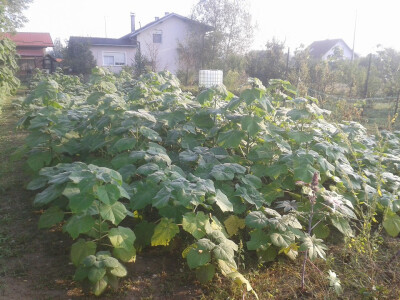 Paulovnije sadnce za jesensku sadnju