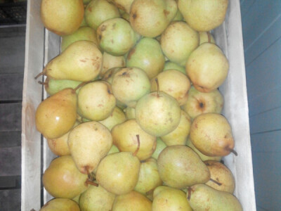 Prodajem rakiju viljamovku