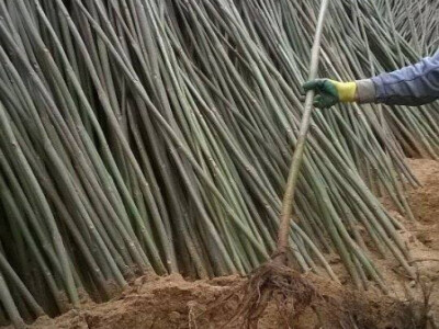 Paulovnija-pavlovo drvo