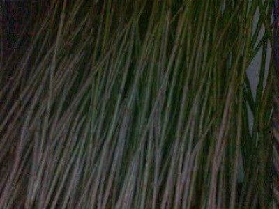 Paulovnija-pavlovo drvo