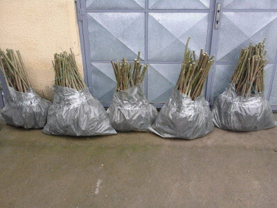 Paulovnija-pavlovo drvo