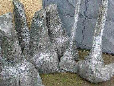 Paulovnija-pavlovo drvo