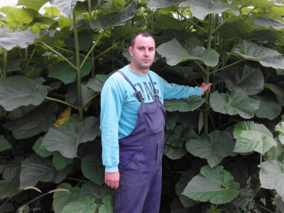 Paulovnija-pavlovo drvo