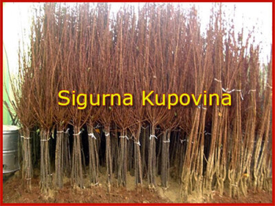 Akcija: Najbolja ponuda za sadnice voća ove jeseni