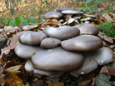 Micelijum seme pecuraka