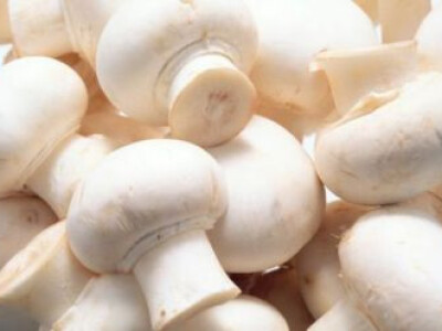 Micelijum seme pecuraka