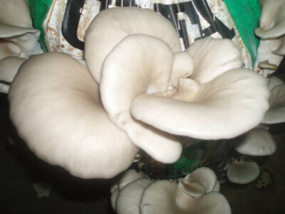 Micelijum seme pecuraka