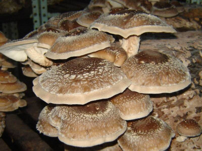 Micelijum seme pecuraka