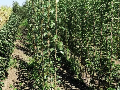 Prodaja sadnica voca