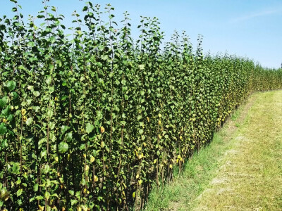 Prodaja sadnica voca