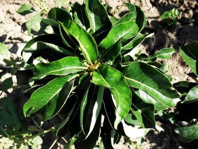 Prodaja sadnica voca