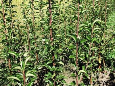 Prodaja sadnica voca