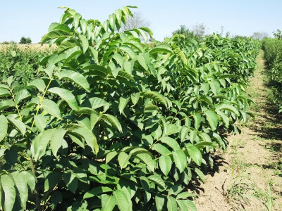 Prodaja sadnica voca