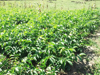 Prodaja sadnica voca