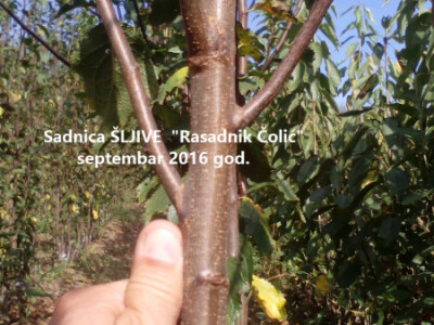 VOĆNE SADNICE,povoljno,vrhunskog kvaliteta!!!