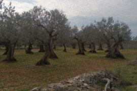 Tražim stari zapušteni maslinik do 300m od mora