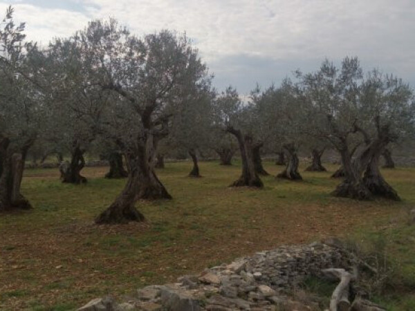Tražim stari zapušteni maslinik do 300m od mora