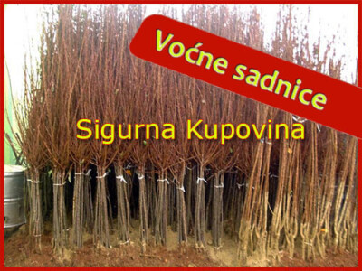 Voćne sadnice - Sigurna Kupovina