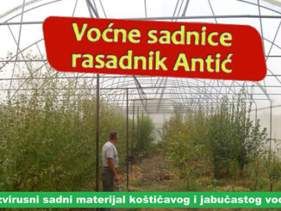 Voćne sadnice - Sigurna Kupovina