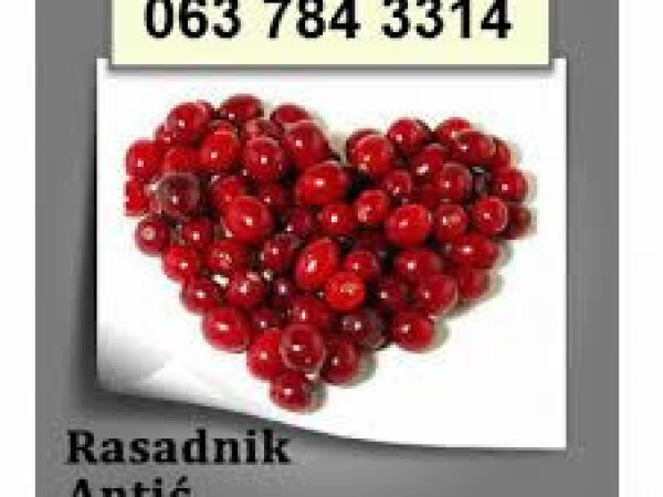 Rasadnik Antic Sve Na Jednom Mestu