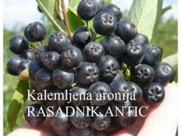 Rasadnik Profesional Kvalitet I Sigurnost