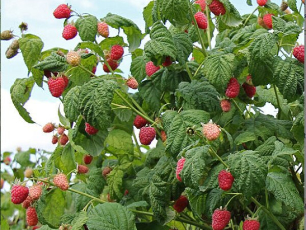 Povoljno nudim KVALITETNE SADNICE maline sorte vilamet