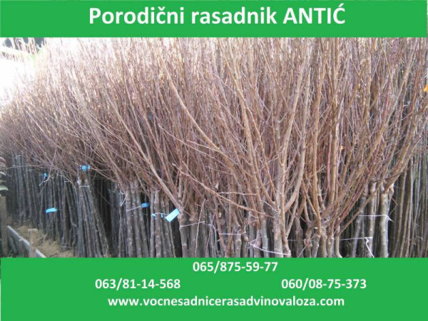 Zdrave I kvalitetne sadnice 2016