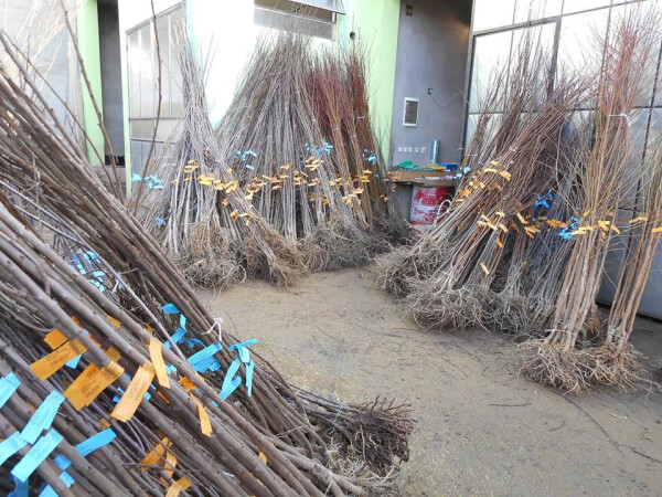 Rasadnik Profesional vam i ove jeseni nudi kvalitetne voćne sadnice visnje i to: