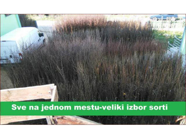 Zdrave I kvalitetne sadnice visnje 2016