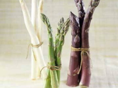 Špargla-asparagus rasad