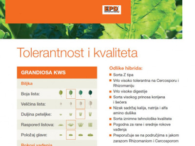 GRANDIOSA KWS -  Z tip, Rz/Cr - sjeme šećerne repe