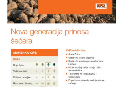 MARENKA KWS, Z tip Rz/Cr - sjeme šećerne repe