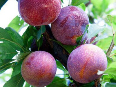 PLUOT hibrid sljive i kajsije
