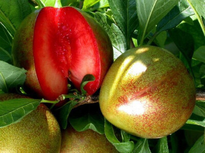 PLUOT hibrid sljive i kajsije