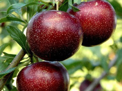 PLUOT hibrid sljive i kajsije