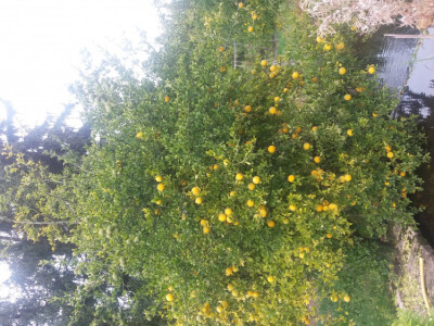 Semenke Poncirusa Triflorate - Divlji limun