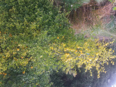 Semenke Poncirusa Triflorate - Divlji limun