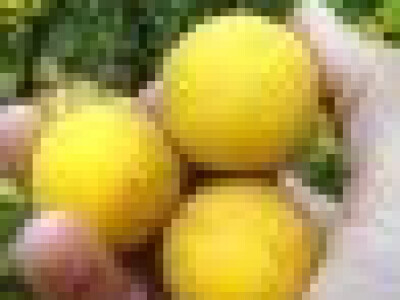 Semenke Poncirusa Triflorate - Divlji limun