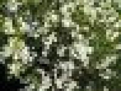 Semenke Poncirusa Triflorate - Divlji limun