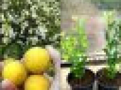 Semenke Poncirusa Triflorate - Divlji limun